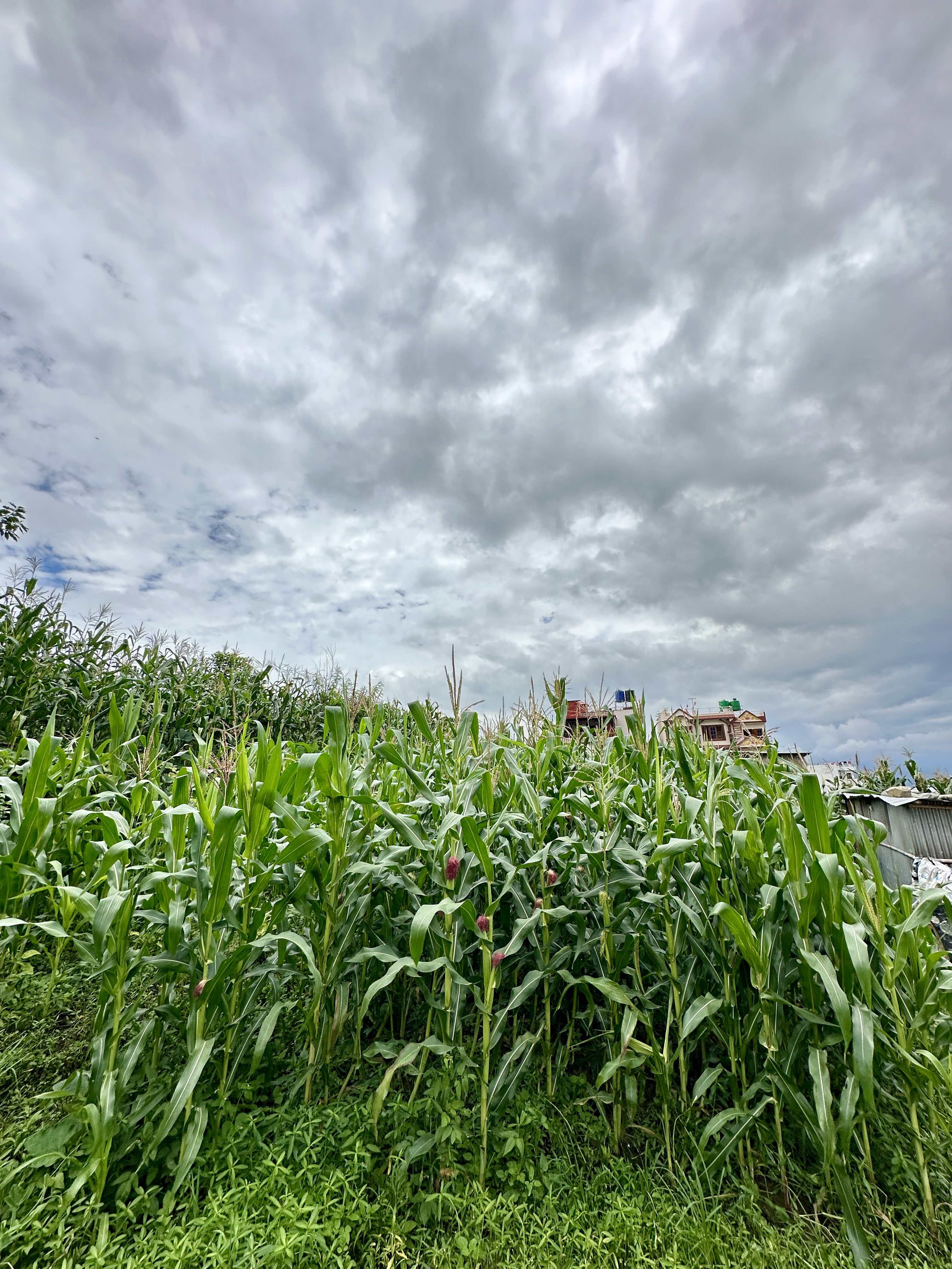 Picture of Kirtipur Municipality, Bagmati